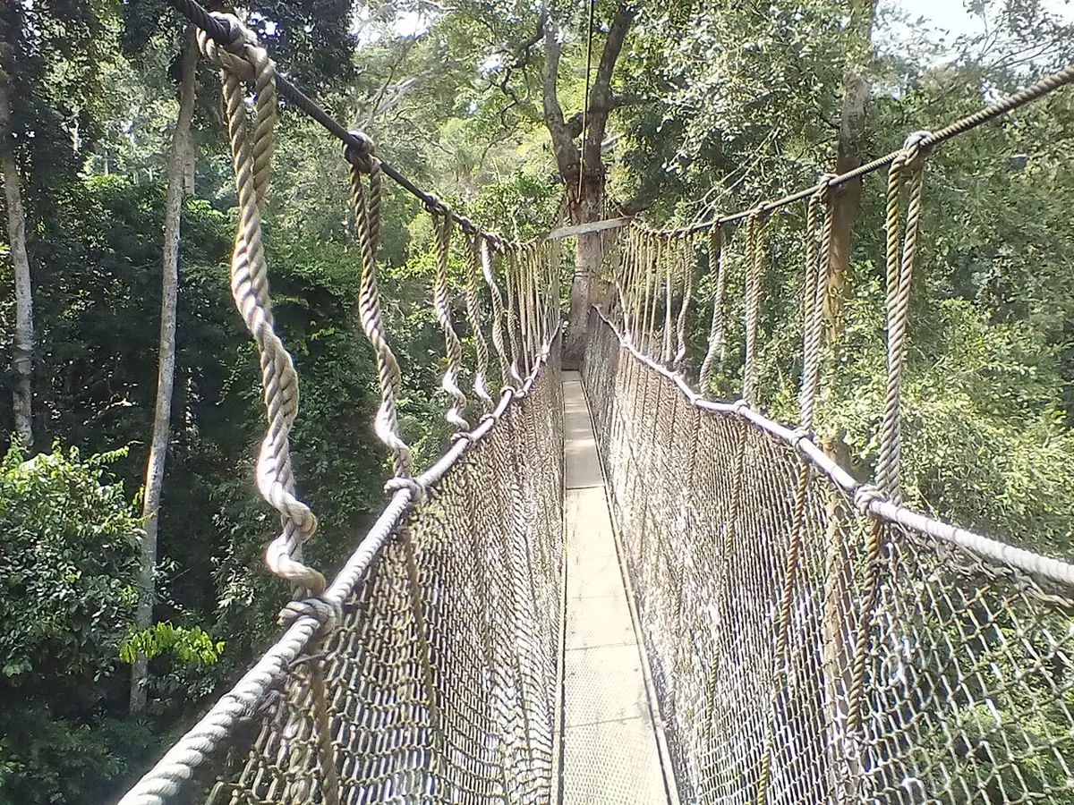 A suspended canopy walkway surrounded by the forest of Kakum National Park