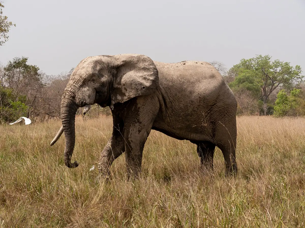 An elephant standing in the grass at Mole National Park
