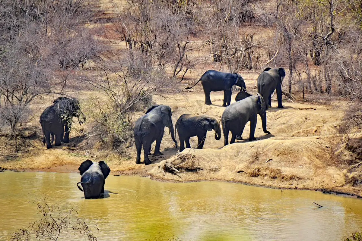 Elephants at a waterhole in the Mole image collection